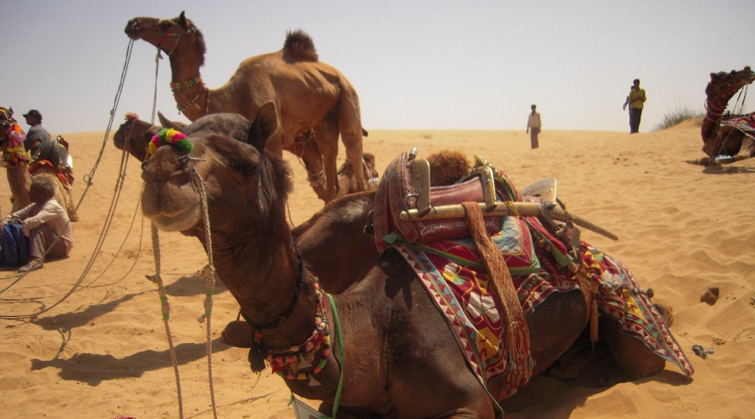 Camel-Ride-Rajasthan