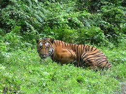 Golden Tiger in Kaziwada national park