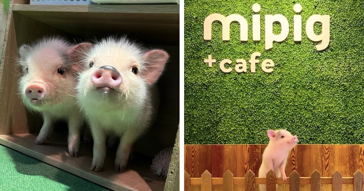 mipig-cafe-harajuku-piggy-cafe-japan-fb