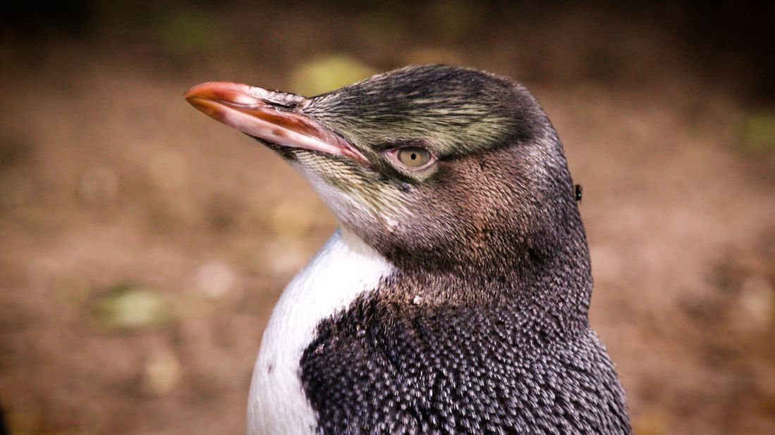 penguins-new-zealand