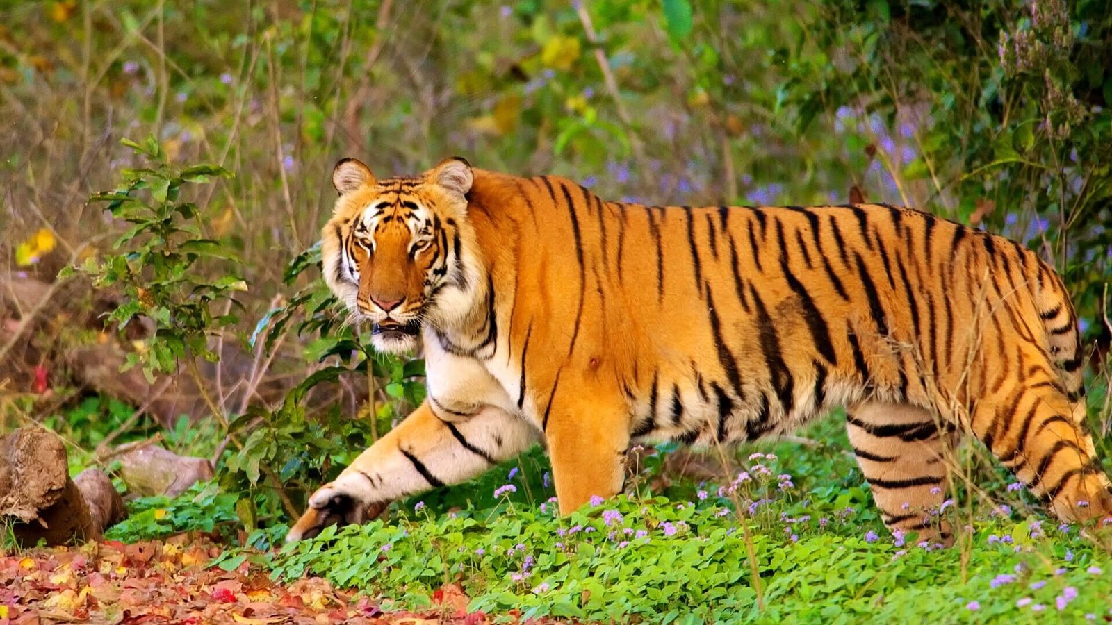 jim-corbett-national-park